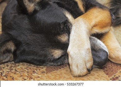 Sheep Dog Covering Her Nose With Her Paw