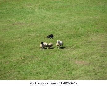 Sheep Dog Heard 3 Ewes In A Field