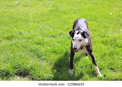 Sheep Dog In New Zealand Farm