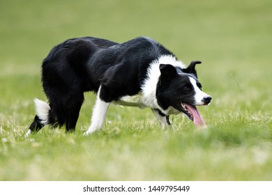 Sheep Dog Trial In Action