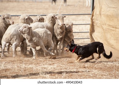 Sheep Dog Working Sheep..