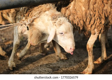 Sheep Domba Animal Markets Prepare Sacrifices Stock Photo 1770326579 ...