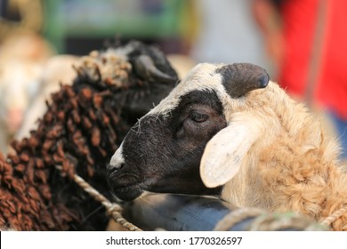 Sheep Domba Animal Markets Prepare Sacrifices Stock Photo 1770326597 ...