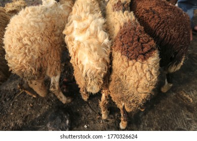 Sheep Domba Animal Markets Prepare Sacrifices Stock Photo 1770326624 ...