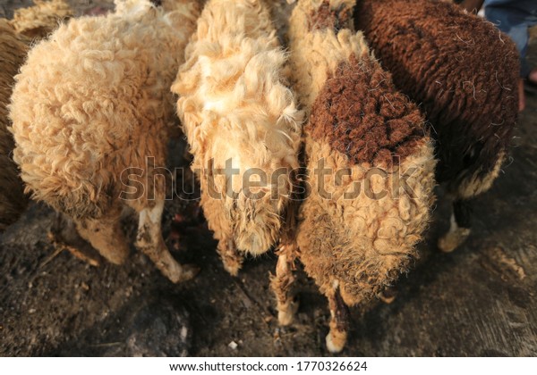 Sheep Domba Animal Markets Prepare Sacrifices Stock Photo 1770326624 ...