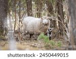 Sheep or domestic sheep (Ovis aries) with lamb. Close up of a ewe tending to her young lamb in Springtime. A mother