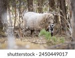 Sheep or domestic sheep (Ovis aries) with lamb. Close up of a ewe tending to her young lamb in Springtime. A mother