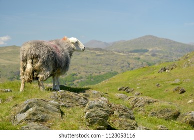 Sheep In Duddon Valley With Scafell Pike In Lake District