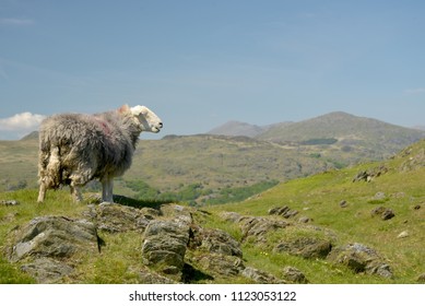 Sheep In Duddon Valley With Scafell Pike In Lake District