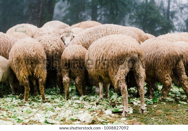 Sheep Eating Cabbage Back View Stock Photo 1008827092 | Shutterstock