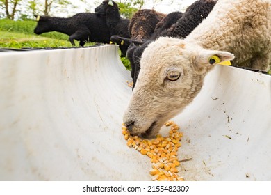 Sheep eating corn from a feeder