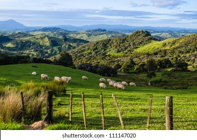 Sheep Eating Grass On The Mountains Of The North Island Of New Zealand