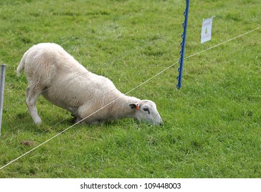 Sheep Eating Grass On The Other Side Of Electric Fence