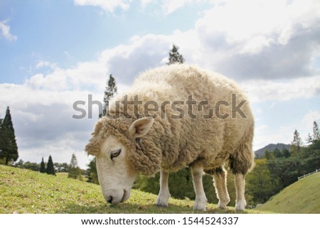 
Sheep eating grass on the ranch Сток-фото © 