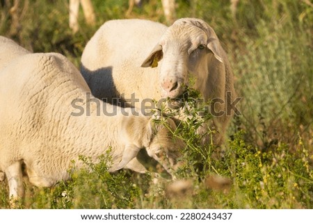 Sheep eating grass in an outdoor pen in a village in Aragon, Spain. They are raised to produce cheese and meat