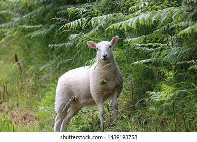 400 Sheep escaping Images, Stock Photos & Vectors | Shutterstock