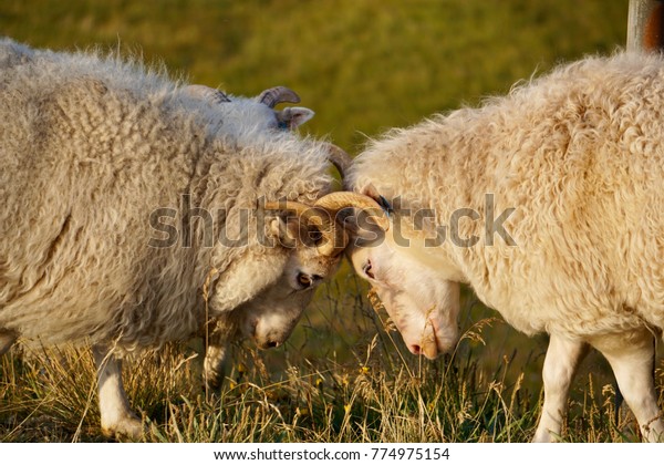 https://image.shutterstock.com/image-photo/sheep-exchange-friendly-headbutt-600w-774975154.jpg