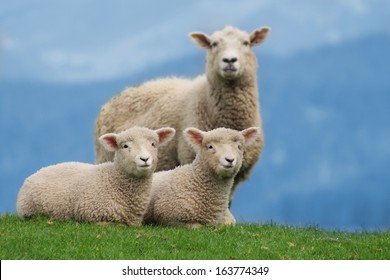 Sheep Family Livestock on a Farm with Young Lambs, New Zealand 