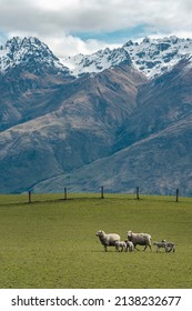 Sheep Family Walking Through Farm In Amazing Mountain Landscape. New Zealand, South Island