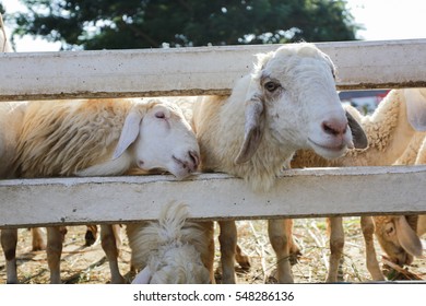sheep in farm