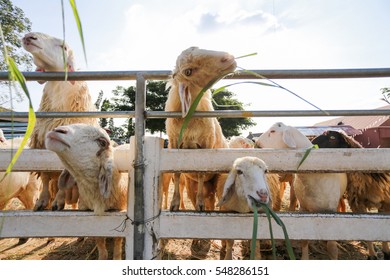 sheep in farm