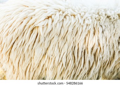 sheep in farm