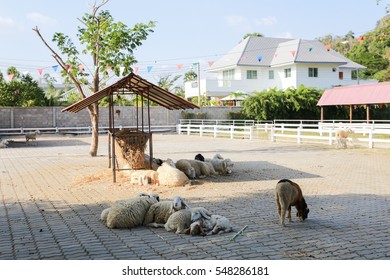 sheep in farm