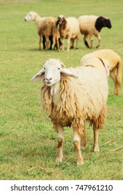 Sheep in the farm  - Shutterstock ID 747961210