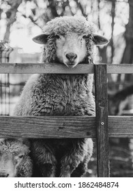 Sheep At Farm. Farm Animal Portrait. Vintage Farm Image.