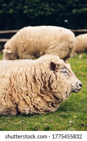 Sheep In Farm Animal Sanctuary, UK