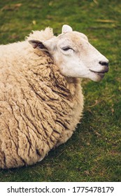 Sheep In Farm Animal Sanctuary, UK