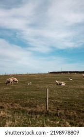 Sheep In A Farm Field Laying Down Relaxing Cute In The Scottish Highlands In Scotland On The NC500 North Coast 500 Road Trip