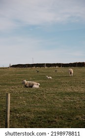 Sheep In A Farm Field Laying Down Relaxing Cute In The Scottish Highlands In Scotland On The NC500 North Coast 500 Road Trip