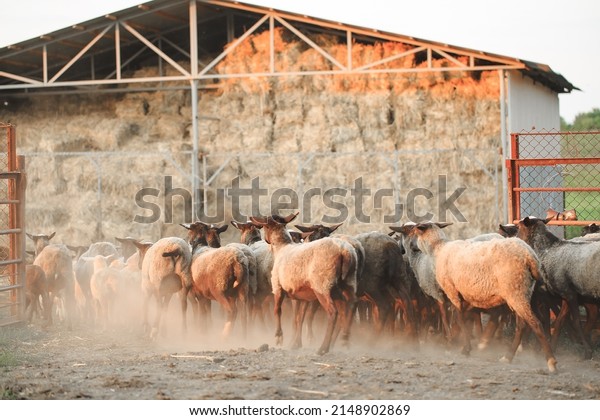 Sheep farm. Group\
of sheep domestic animals