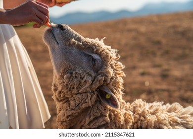 Sheep Farm Located On Hills. Female Farmer Feed A Sheep.