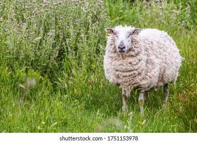 Sheep In A Farm On The Isle Of Sheppey