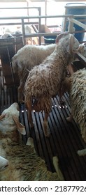 sheep in the farm. sheep on lamb