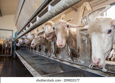 Sheep Farm For The Production Of Milk And Wool