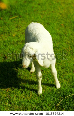 Similar – Image, Stock Photo Beautiful lamb Summer