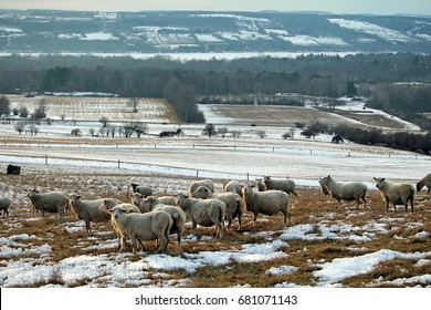 Sheep Farm In The Winter Overlooking Lamoka Lake In The The Finger Lakes Region Of Upstate New York;