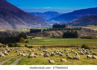 Sheep Farm with Wonderful Background in New Zealand