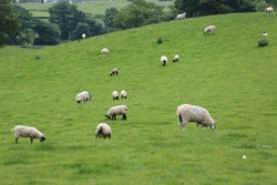 Sheep Farming In The Area Of Lake District, UK