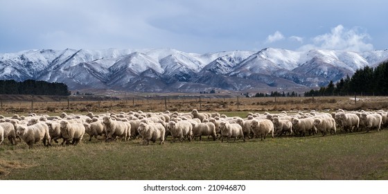 Sheep Farming In Central Otago, New Zealand
