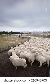sheep farming in Central Otago, New Zealand