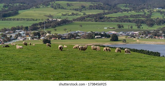 Sheep Farming Of Domestic Sheep In South Australia