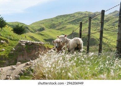 Sheep farming, New Zealand two lambs looking back on fence line in hill country farm