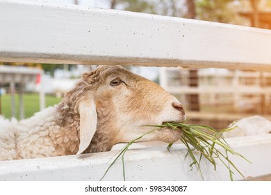 Sheep Farming Outdoor.