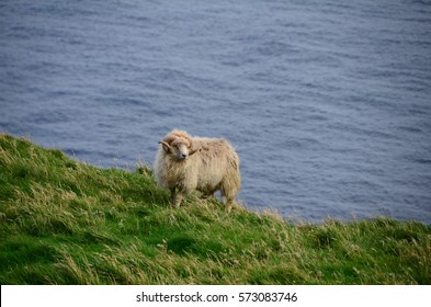 Sheep in Faroe Island  