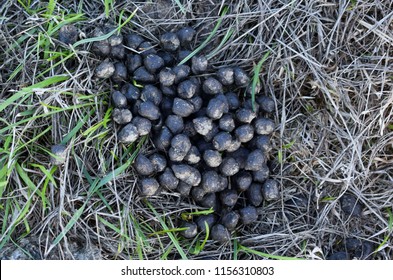 Sheep Poo Coniston Water Lake District Stock Photo (edit Now) 707087098