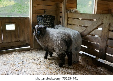 Sheep At The Feed Sack